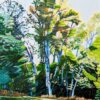 Tree Line 16x20